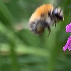 Bombus pascuorum