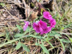 Lathyrus