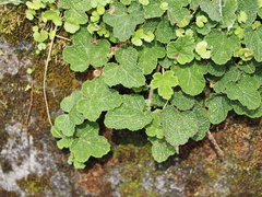 Rubus formosensis