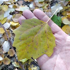 Populus × canescens