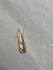 Catoptria permutatellus