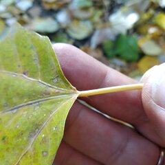 Populus × canescens