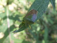 Acanthosoma labiduroides
