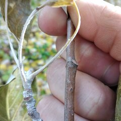 Populus × canescens