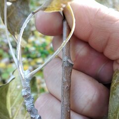 Populus × canescens