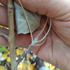 Populus × canescens