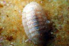 Scissurellidae