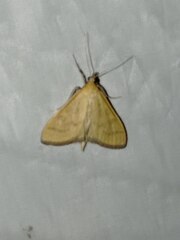 Mecyna flavalis