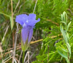 Gentianopsis