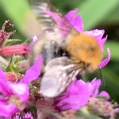 Bombus pascuorum