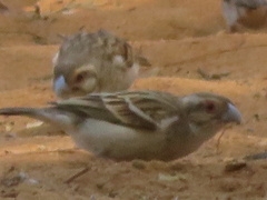 Ploceus sakalava