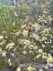 Phebalium squamulosum