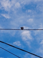 Streptopelia decaocto