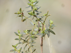Larrea divaricata