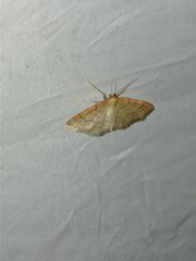 Idaea humiliata