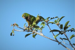 Eupsittula nana astec