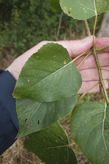 Populus × jackii