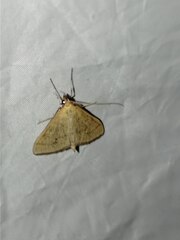 Mecyna flavalis