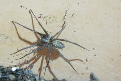 Eratigena agrestis