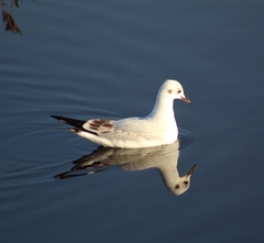Chroicocephalus serranus