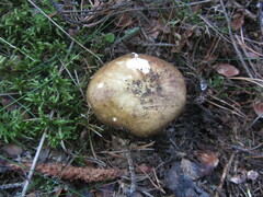 Russula adusta
