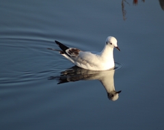 Chroicocephalus serranus
