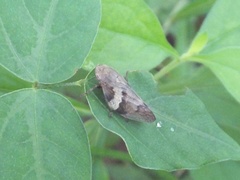 Aphrophora intermedia