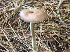 Pseudoclitocybe cyathiformis