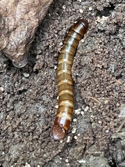 Meracantha contracta