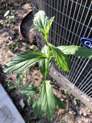 Verbena brasiliensis