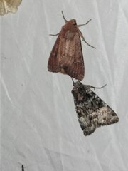 Apamea lateritia