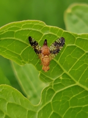 Acinia corniculata
