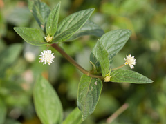 Gomphrenoideae