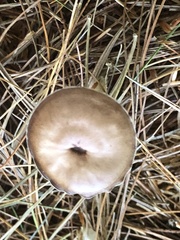Pseudoclitocybe cyathiformis