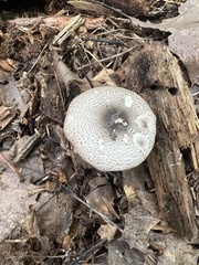 Agaricus placomyces
