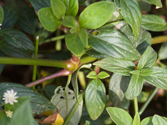 Gomphrenoideae
