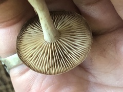 Pseudoclitocybe cyathiformis