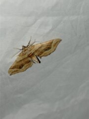Pelurga comitata