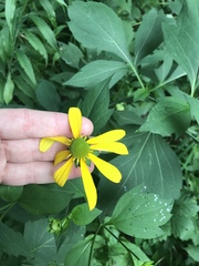 Rudbeckia laciniata