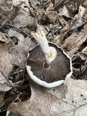 Agaricus placomyces