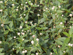 Gomphrenoideae