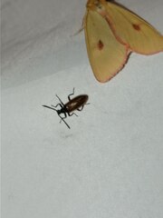 Diacrisia sannio