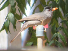 Hypsipetes madagascariensis