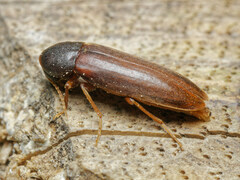 Phloiotrya tenuis