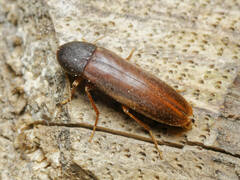 Phloiotrya tenuis