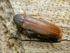 Phloiotrya tenuis