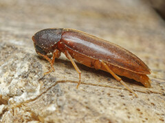 Phloiotrya tenuis