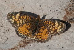 Phyciodes tharos orantain