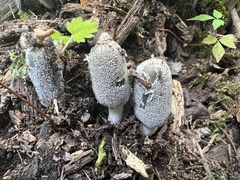 Coprinopsis