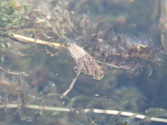 Notonecta triguttata